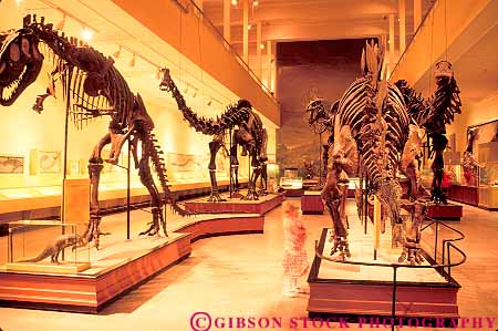 dinosaur bones exhibit