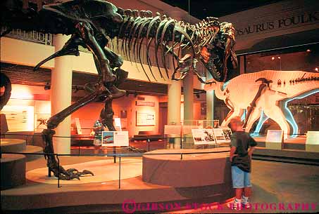 Stock Photo #11183: keywords -  academy bone bones boy child dinosaur dinosaurs display displays exhibit exhibits fossil fossils horz museum museums natural of pennsylvania philadelphia replica replicate replicates reptile science simulated simulates skeleton skeletons