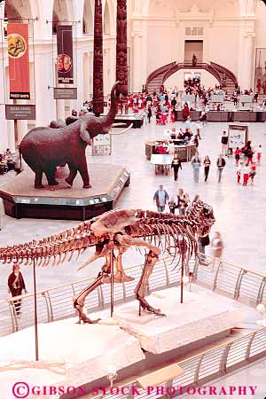 Stock Photo #17572: keywords -  bone bones chicago dinosaur dinosaurs display displaying displays extinct extinction field fossil fossils history illinois in lobby museum museums natural of permission photo requires rex science skeleton skeletons sue t t. this tyrannosaurus use vert