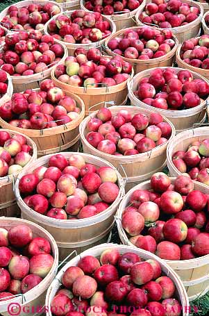 Stock Photo #14385: keywords -  apple apples autumn basket baskets berkshire berkshires bucket buckets bushel bushels cheshire circle circular crop crops destination fall food fresh fruit fruits harvest harvested hill hills massachusetts pattern pick picked produce red repeat repeats repetition round symmetrical symmetry texture textures travel vacation vert