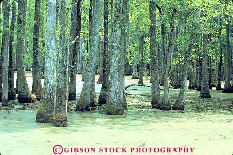 Stock Photo #14699: keywords - algae bayou bayous carolina charleston cypress forest forests habitat habitats horz marsh marshes plant plants region south southern swamp swamps tree trees vegetation water wet wetland wetlands