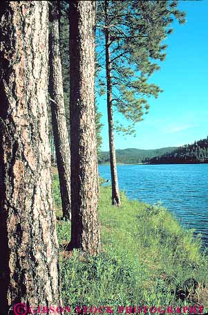 Stock Photo #14767: keywords -  along dakota ecological ecology forest freshwater lake lakes pine sheridan shore shoreline south succession summer tree trees vert water woods