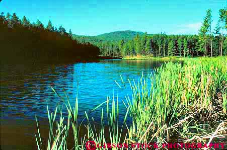 Stock Photo #14769: keywords -  cattail cattails dakota forest freshwater horz lake lakes marsh marshes sheridan south summer tree trees water wetland wetlands woods