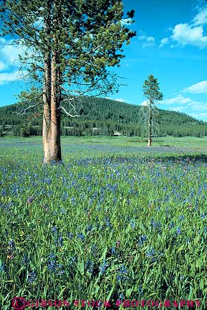 Stock Photo #14908: keywords -  and area flower flowers idaho in landscape meadow meadows mountain mountains national nature pine recreation region rocky sawtooth scenery scenic season spring summer tree trees vert wild wilderness wildflower wildflowers