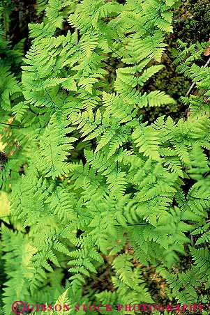 Stock Photo #15012: keywords -  alaska alaskan chlorophyll fern ferns green haines leaf leaves nature pattern patterns photosynthesis plant plants temperate vert wilderness