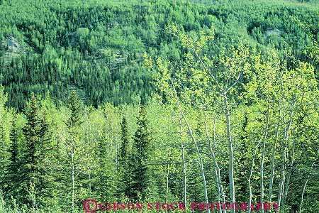 Stock Photo #15032: keywords -  alaska conifer conifers deciduous denali forest forests green habitat hardwood horz mixed national nature park parks plant plants pristine public tree trees wilderness woods