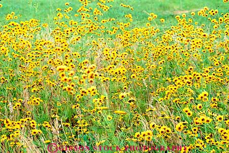 Stock Photo #15076: keywords -  flower flowering flowers horz missouri nature season spring wilderness wildflower wildflowers yellow