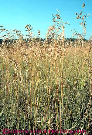 Stock Photo #15293: keywords -  grass grasses great iowa landscape mature plain plains prairie region scenery scenic seed seeds spring state summer vert