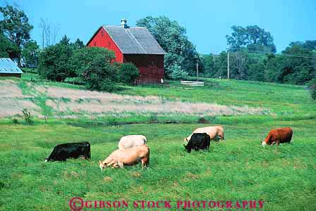 Stock Photo #15359: keywords -  agricultural agriculture countryside cow cows farm farming farms feed feeding field fields graze grazes grazing great horz landscape livestock nebraska pasture pastures plain plains region rural scenery scenic state union