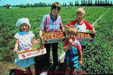 Stock Photo #19130: keywords -  berries berry boy boys child children collect collected collecting collects eat eating eats farm field fields friends friendship frined girl girls group groups harvest harvested harvesting harvests hastings horz in kid kids minnesota people person pick picked picking picks strawberries strawberry youth