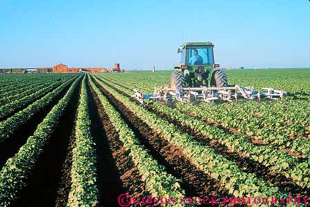 Stock Photo #15606: keywords -  agriculture bakersfield california cotton crop crops equipment farm farming farms field fields horz landscape machine machinery machines plant plants produce row rows tractor work working works
