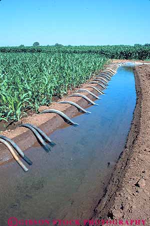 Stock Photo #15640: keywords -  agriculture california corn crop crops cultivate cultivated cultivating cultivation ditch ditches farm farming farms field fields flow flowed flowing flows grow growing grown grows irrigate irrigated irrigates irrigating irrigation of plant plants stockton supplied supplies supply supplying vert water watering