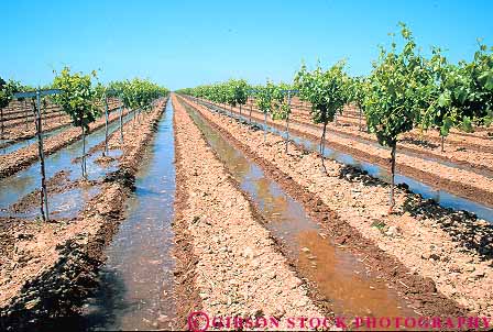 Stock Photo #15647: keywords -  agriculture california crop crops cultivate cultivated cultivating cultivation ditch farm farming farms field fields flow flowed flowing flows grape gravity grow growing grown grows horz irrigate irrigated irrigates irrigating irrigation joaquine of plant plants san supplied supplies supply supplying vine vines vineyard vineyards water watering young