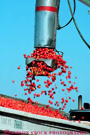 Stock Photo #15666: keywords -  agricultural agriculture crop crops equipment food in industrial industry process processed processes processing produce tomato tomatoes truck vert