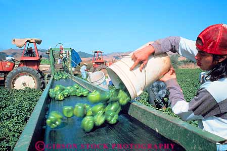 Stock Photo #15678: keywords -  agricultural agriculture bell belt belts california conveyor conveyors crop crops employee employees equipment ethnic farm farming farms field fields gilroy green harvest harvested harvester harvesters harvesting harvests hispanic horz immigrant immigrants job jobs labor laborer laborers machine machinery machines man mexican migrant minority people pepper peppers person pick picking picks produce seasonal vegetable vegetables work worker workers working works