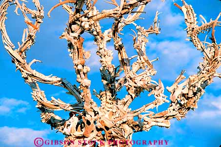 Stock Photo #16135: keywords -  abstract abstraction abstracts animal animals art artful artistic bone bones branch branching create creative horz made sculpture sculptures