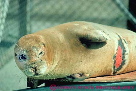 Stock Photo #16704: keywords -  activity animal animals attention boat california center centers cut cute damage fur horz hurt injured injury lion mammal mammals marin marine medical medicine nature ocean people person pinniped pinnipeds place propeller recover recovered recovers recovery rehab rehabilitate rehabilitates rehabilitating rehabilitation rescue rescues save saved saves saving sea seal seals site sites treat treatment treatments treats volunteer volunteering volunteerism volunteers wildlife