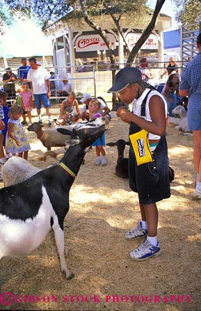 zoo petting fair california state african american feeding goat sacramento