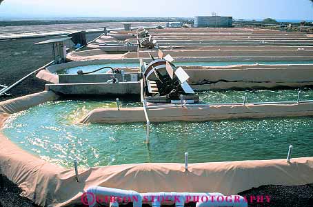 Stock Photo #11416: keywords -  algae aquaculture biology commerce company cultivate cultivating cultivation cyanotech growing hawaii horz industry kona life mariculture marine ocean plant plants pond ponds science scientific seawater